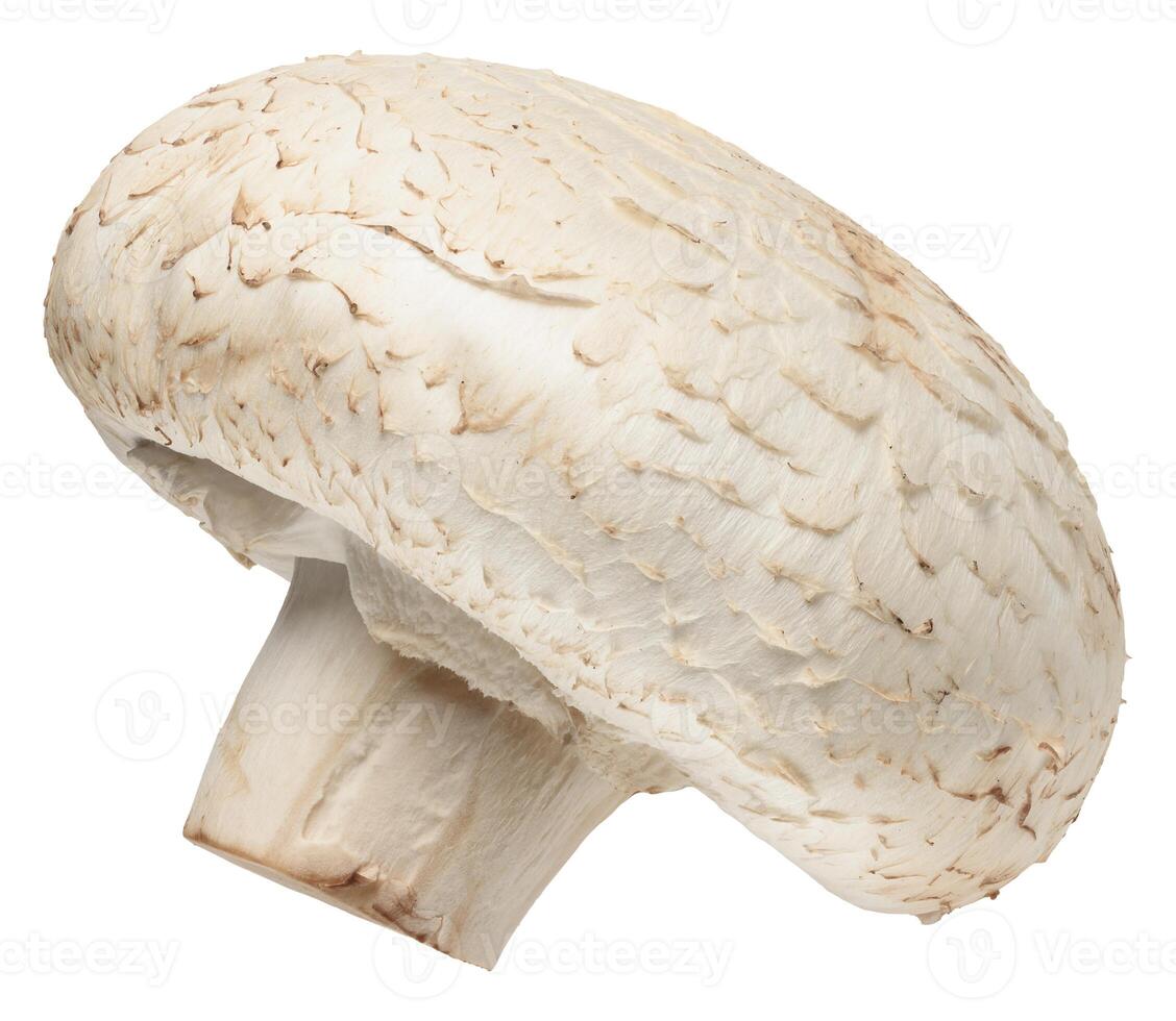 One fresh champignon mushroom with white cap and light brown stem, isolated background photo