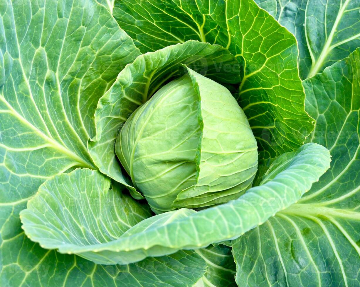 Close-up of mature white cabbage surrounded by spreading leaves. photo