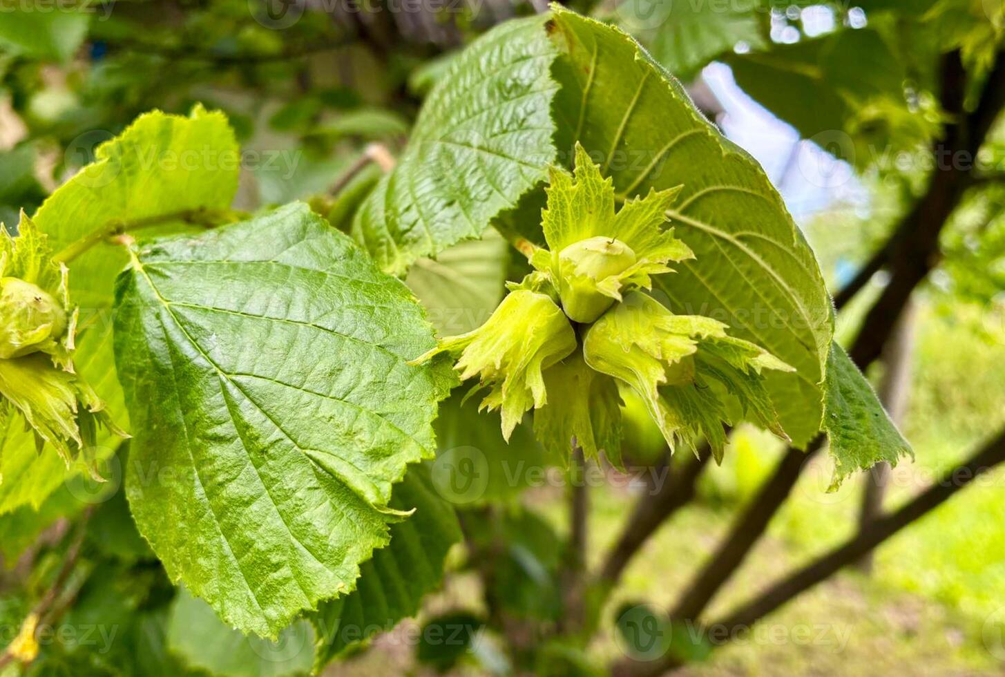 Hazelnuts closeup during ripening period. Green nuts in summer garden. photo