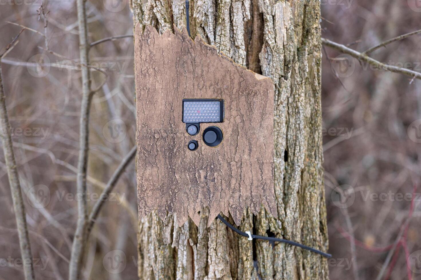 Trail Camera on the Canada-U.S. Border Between New York and Quebec, Near Champlain photo