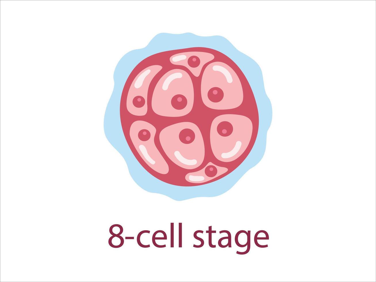 Zygote 8cell stage. The stage of segmentation of a fertilized ovum. Human embryonic development. vector