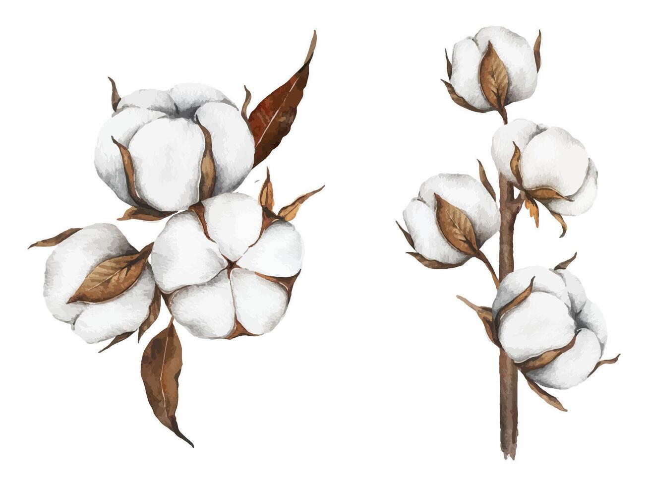 Watercolor illustration of cotton flowers vector