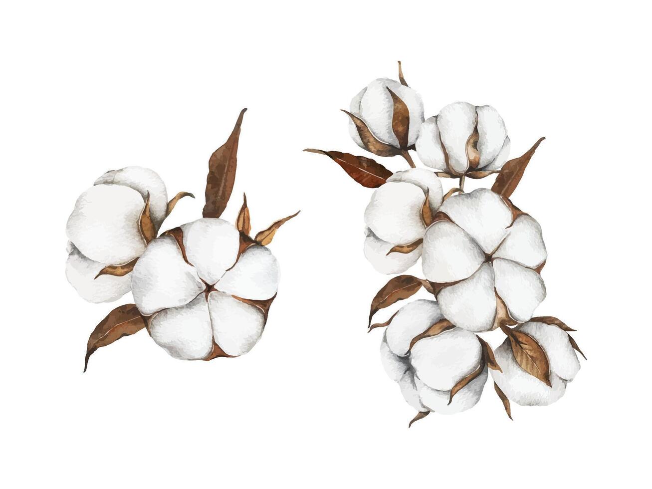 Watercolor cotton blossoms with leaves vector