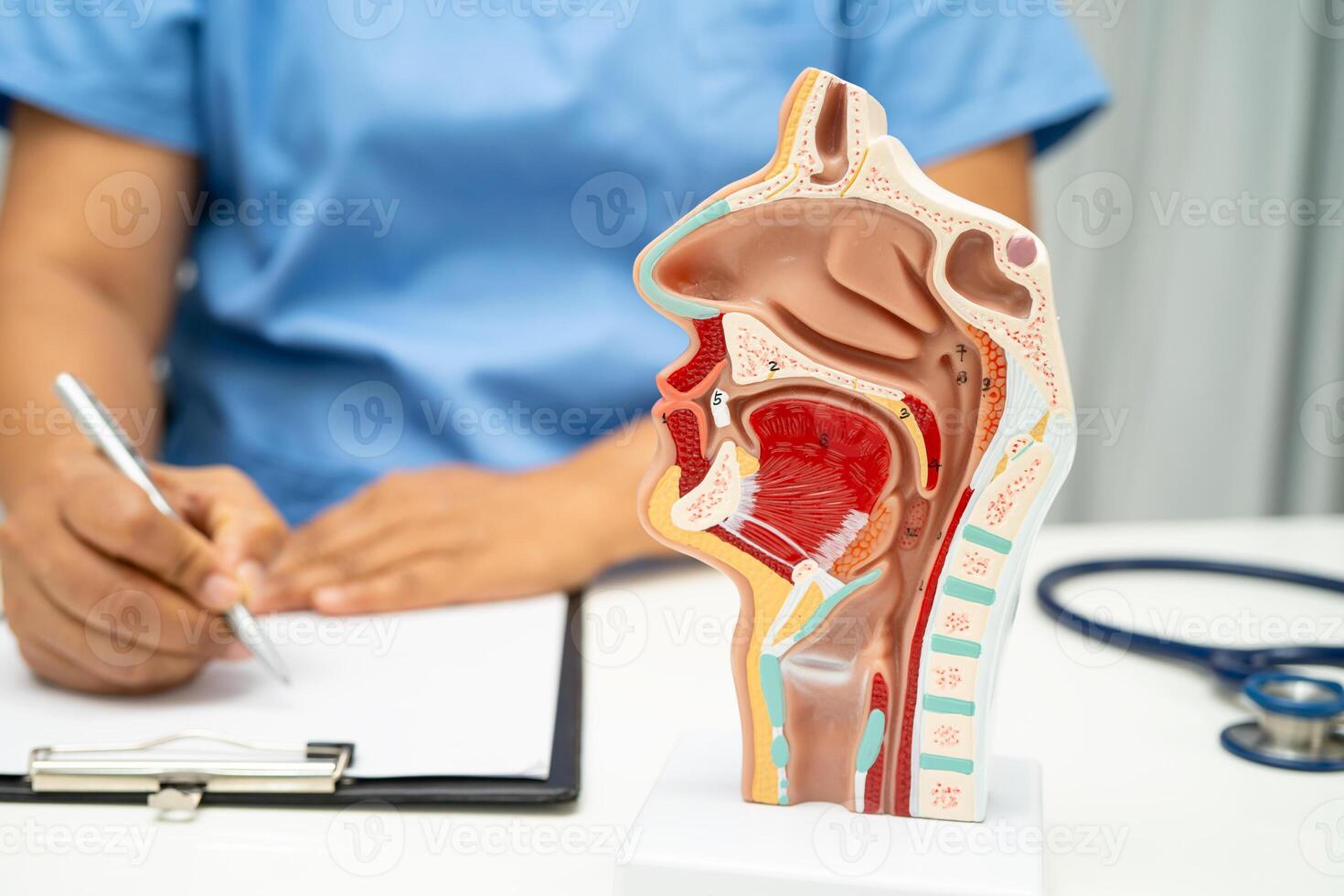 Asian doctor with nasal oral throat cavity neck human anatomy model for study diagnosis and treatment in hospital. photo