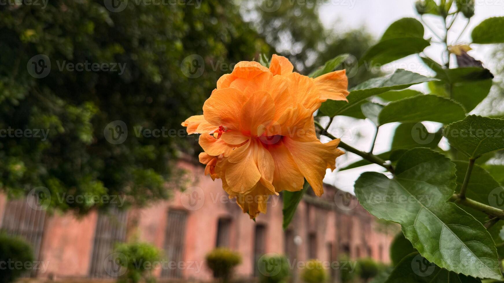 Bright Orange Hibiscus Flower with Green Leaves and Blurred Building in Background photo