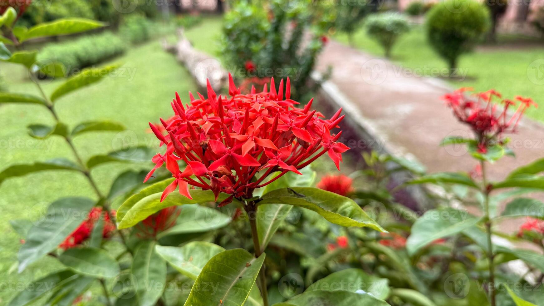 Bright Red Ixora Flower Blooming in a Lush Green Garden Setting, Focus on Blossom photo