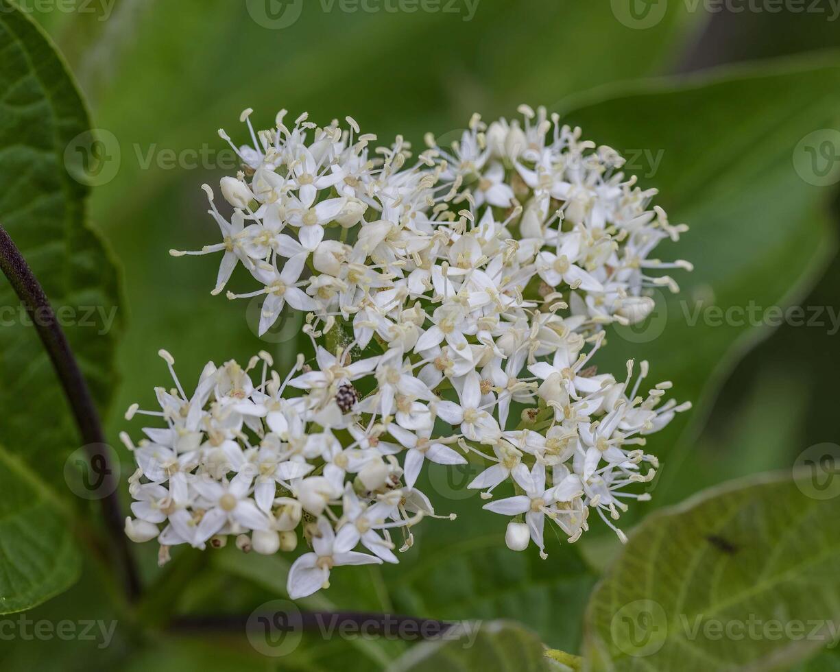 the bloom of a Dogwood bush in the early morning photo
