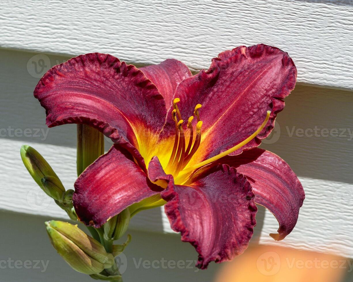 a close up of a red and yellow lily in the Lily Garden photo