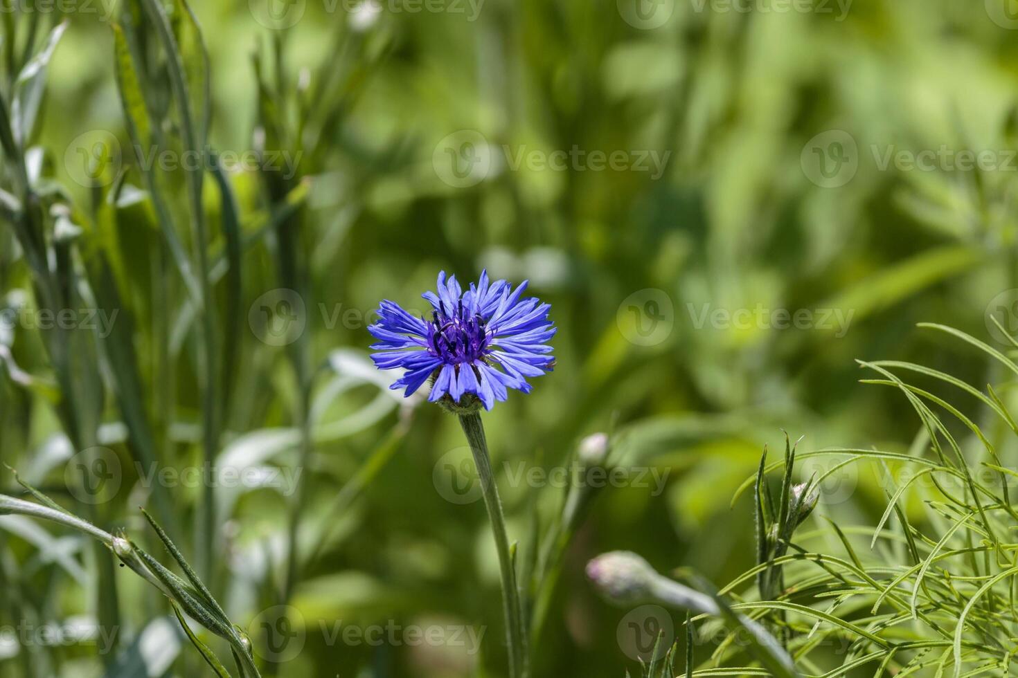 a blue Cornflower blossom in the Wild Flower garden photo
