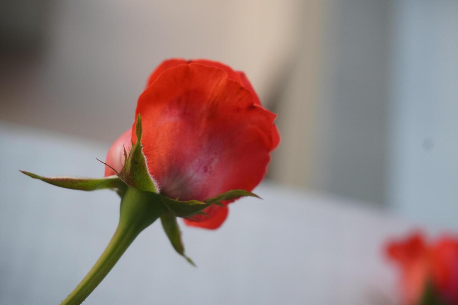 A red rose with a green stem against a blurred background photo