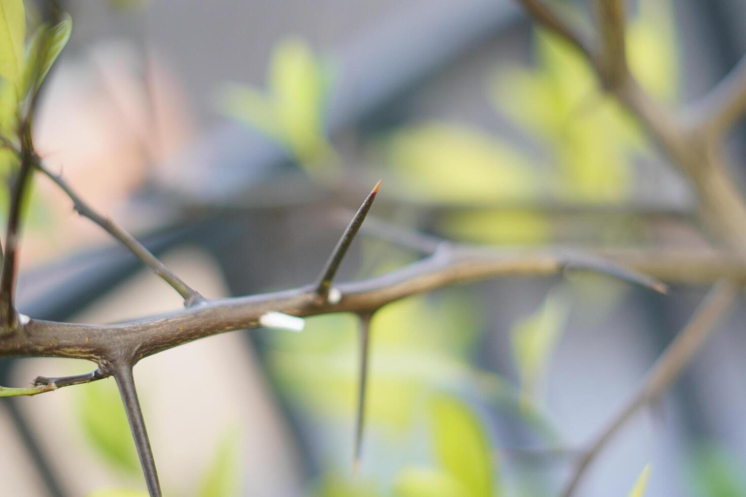 The thorny stem of the plant stretches upward, with the background gently out of focus photo
