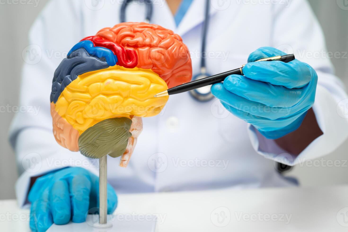 Alzheimer doctor holding brain anatomy model for study diagnosis and treatment in hospital. photo