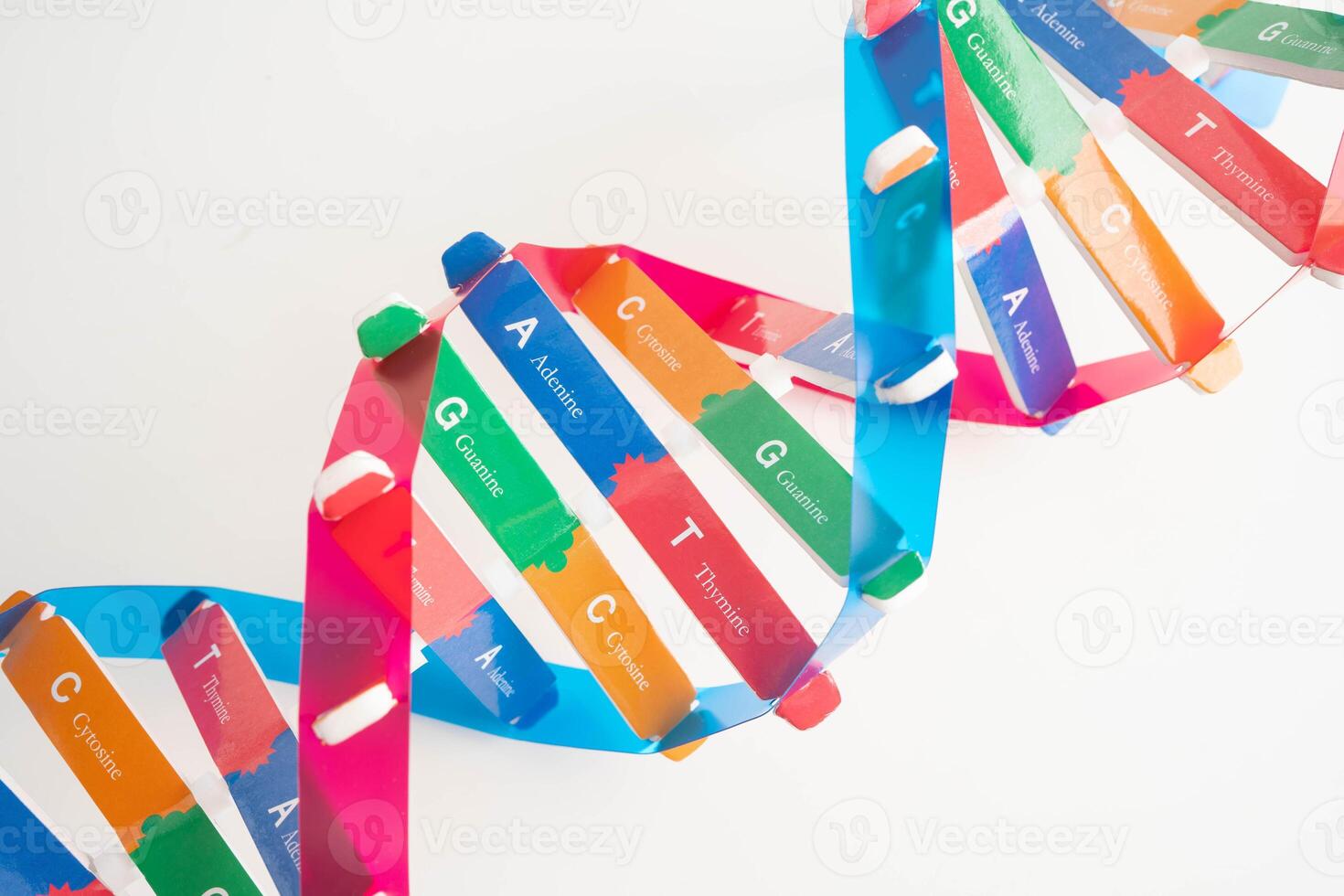 DNA molecule spiral structure model isolated on white background, chromosome and gene chemical biology. photo