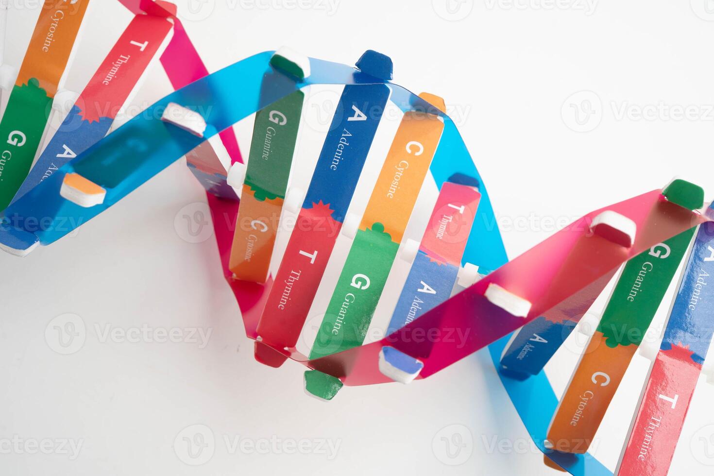 DNA molecule spiral structure model isolated on white background, chromosome and gene science photo