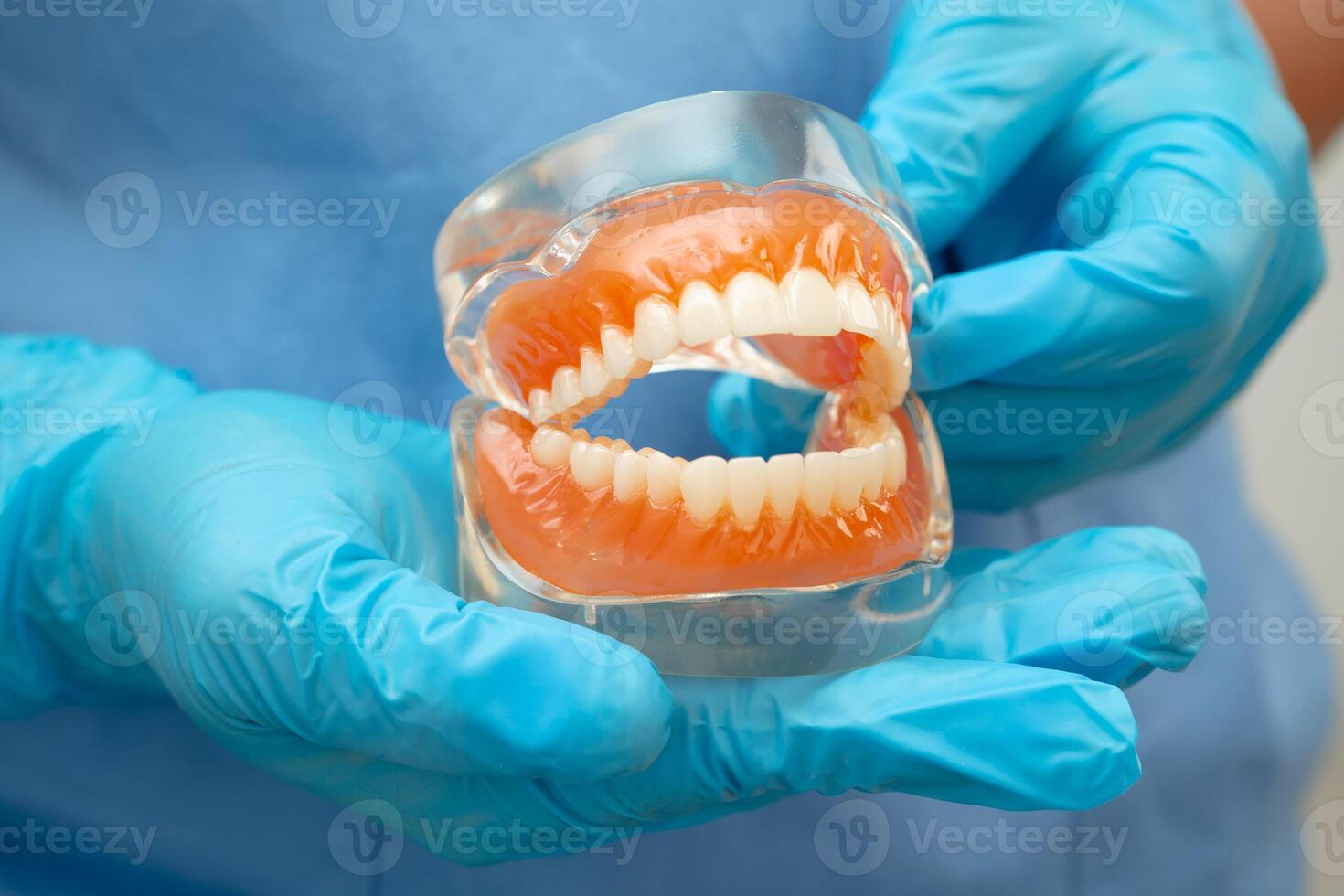 dentist holding dental teeth model dentistry. photo