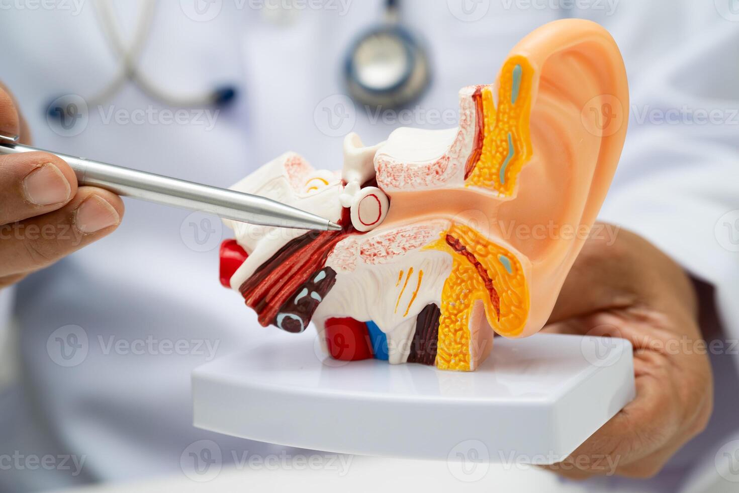doctor holding human ear model to learn treat hearing loss photo