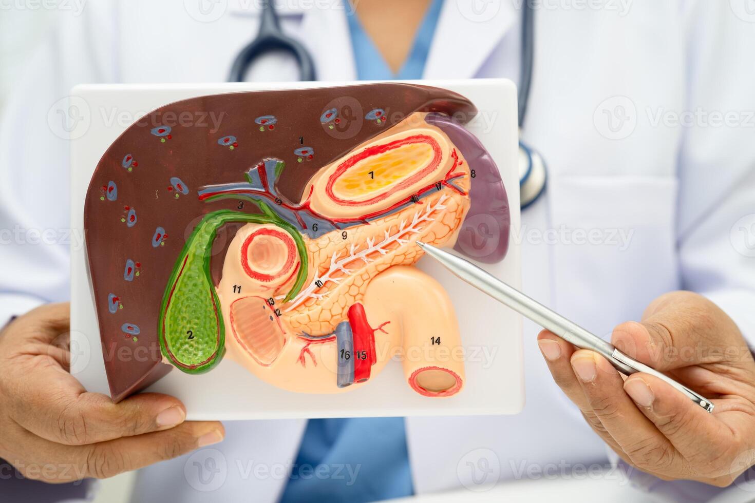 Liver with gallbladder pancreas spleen and duodenum, Asian doctor holding human anatomy model for study diagnosis photo