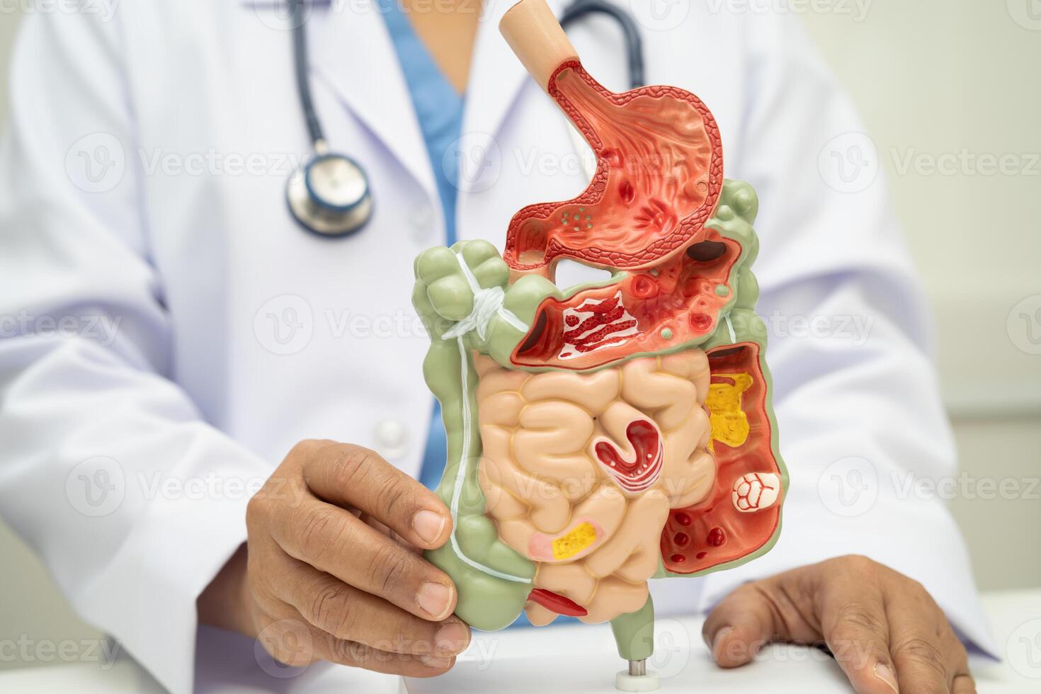 Digestive system with stomach and intestine human anatomy photo