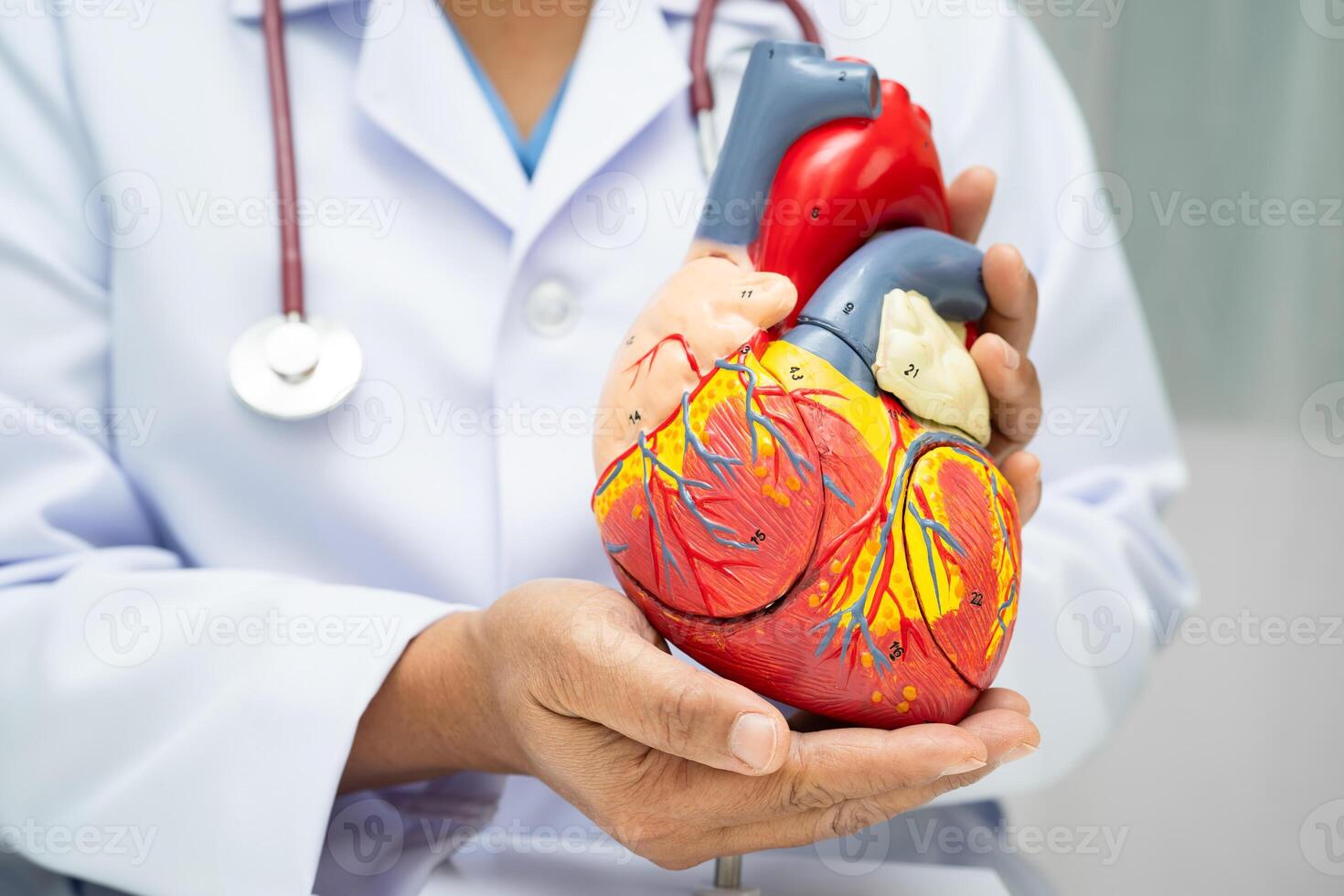 Cardiovascular disease CVD doctor with heart human anatomy photo