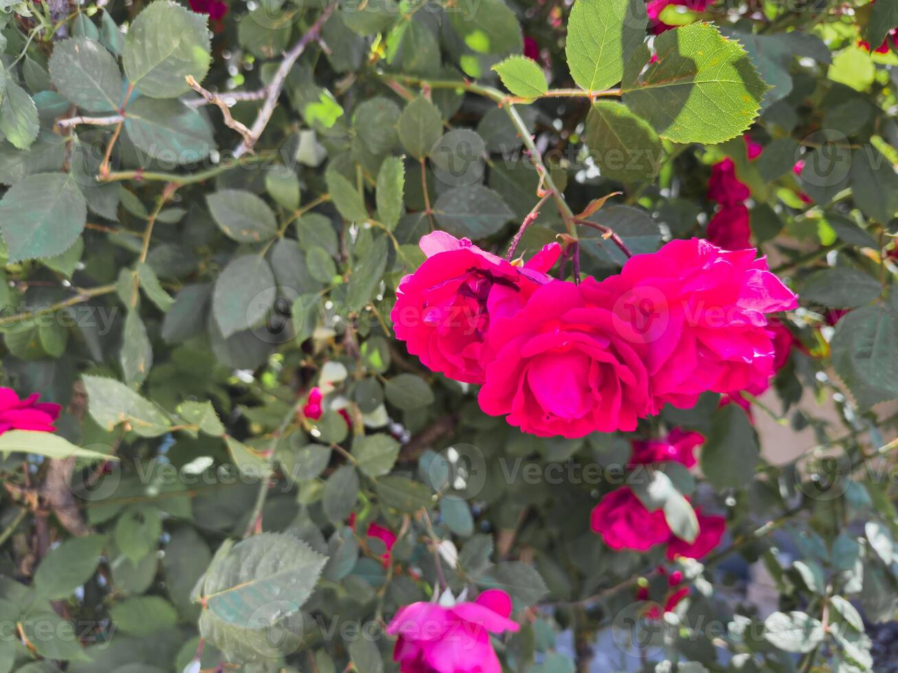 A bunch of pink roses are blooming in a garden bright pink color photo