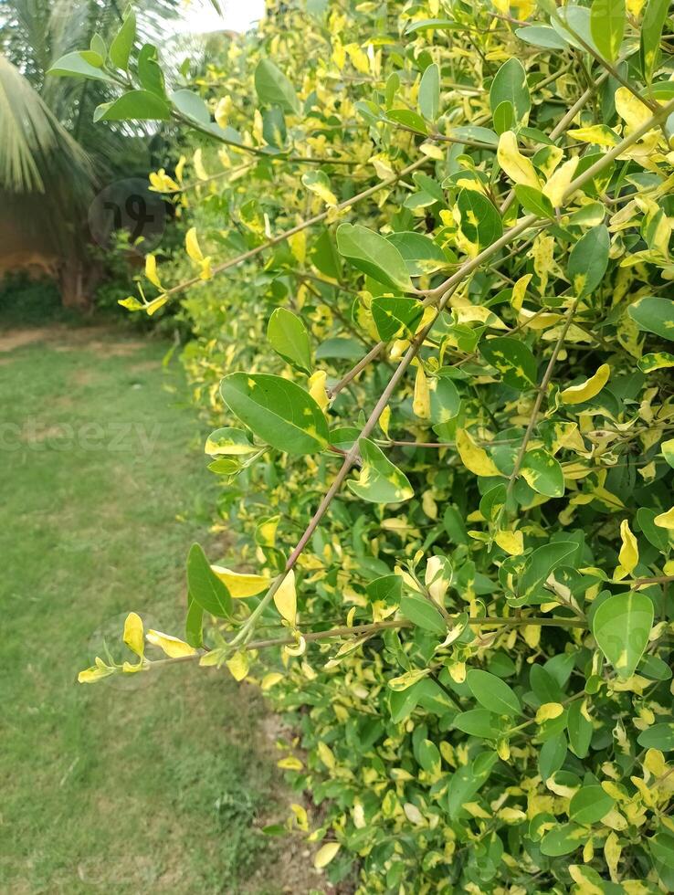 Close-up of a vibrant hedge with variegated leaves photo