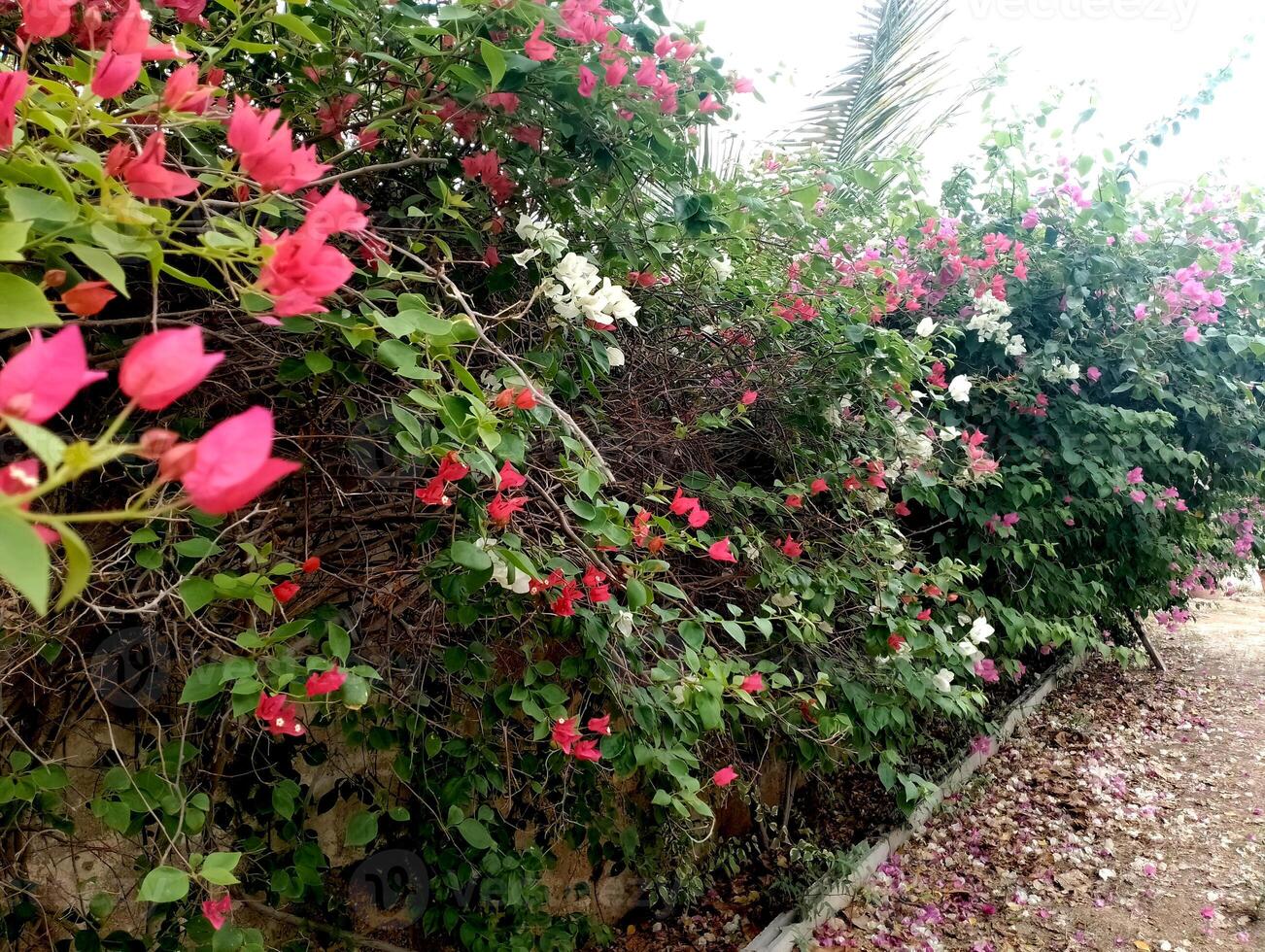 Close up view of vibrant green plants and foliage in a garden setting photo