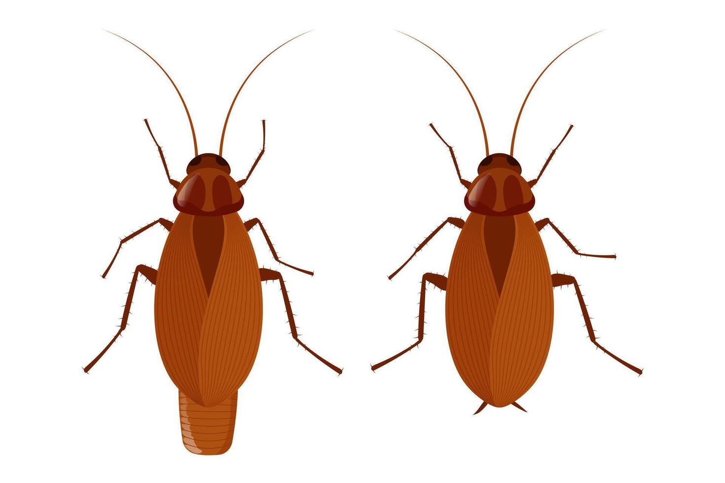 Male and female cockroach showing sexual dimorphism on white background vector