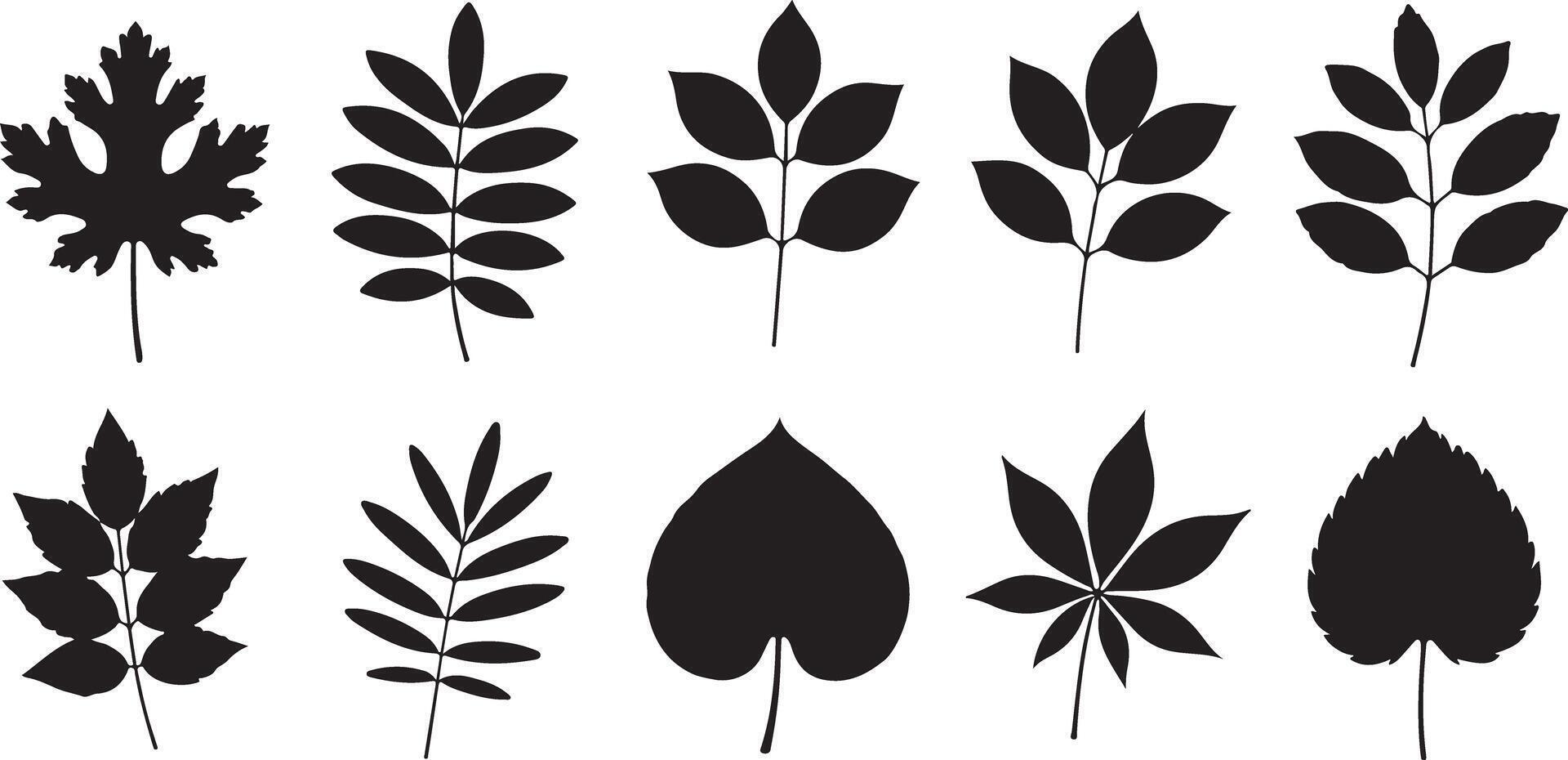 Twelve Black Silhouettes of Various Leaf Types Traced on White Background Botanical Illustration Set vector