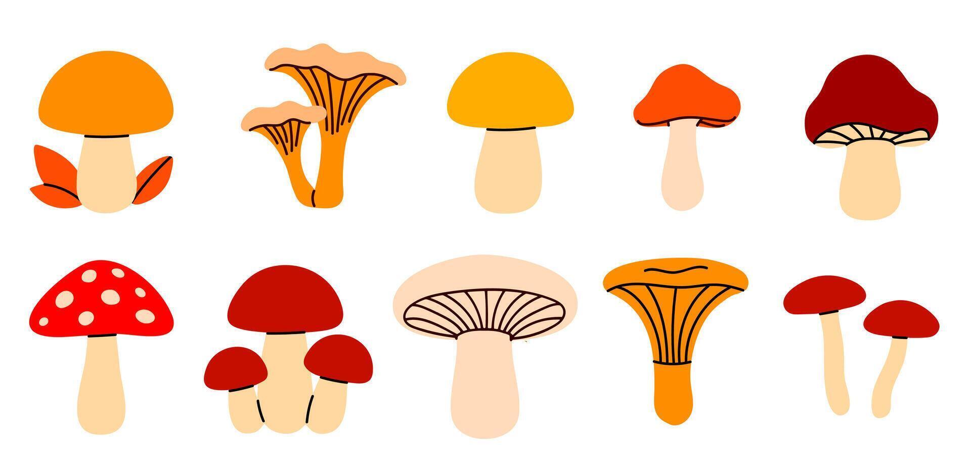 Collection of colorful mushrooms with various cap shapes and stems, including chanterelles, toadstools, and edible forest fungi on white background vector