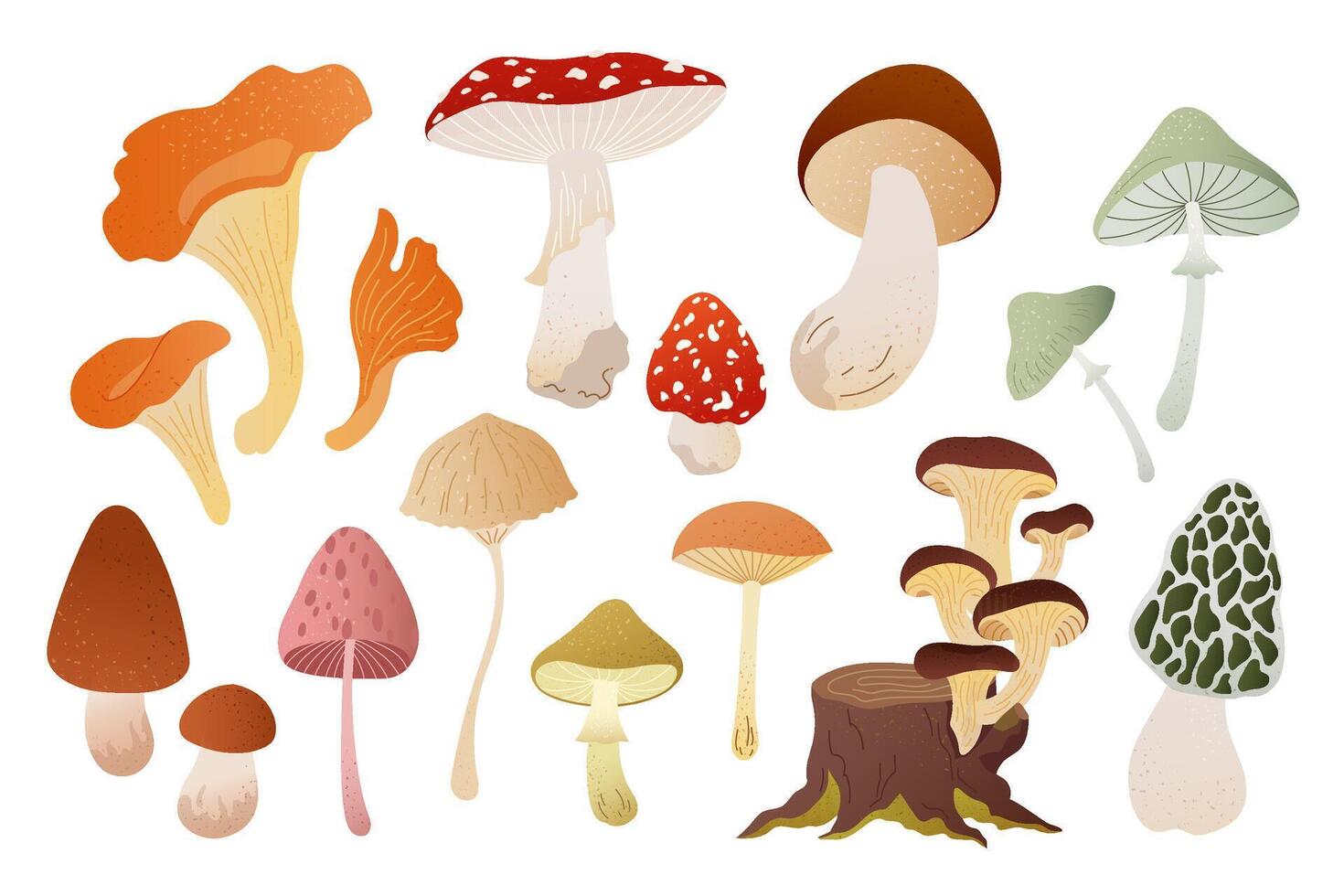 Various colorful edible mushrooms vector