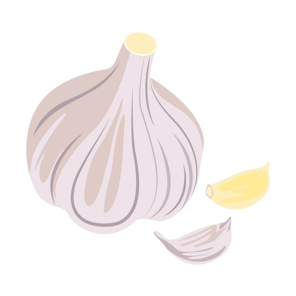 Whole garlic, garlic clove and peeled garlic. vector