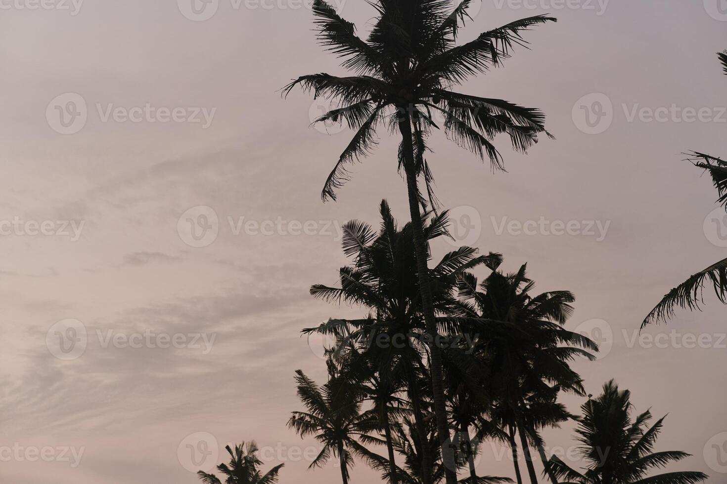View of palm trees and sky after sunset photo