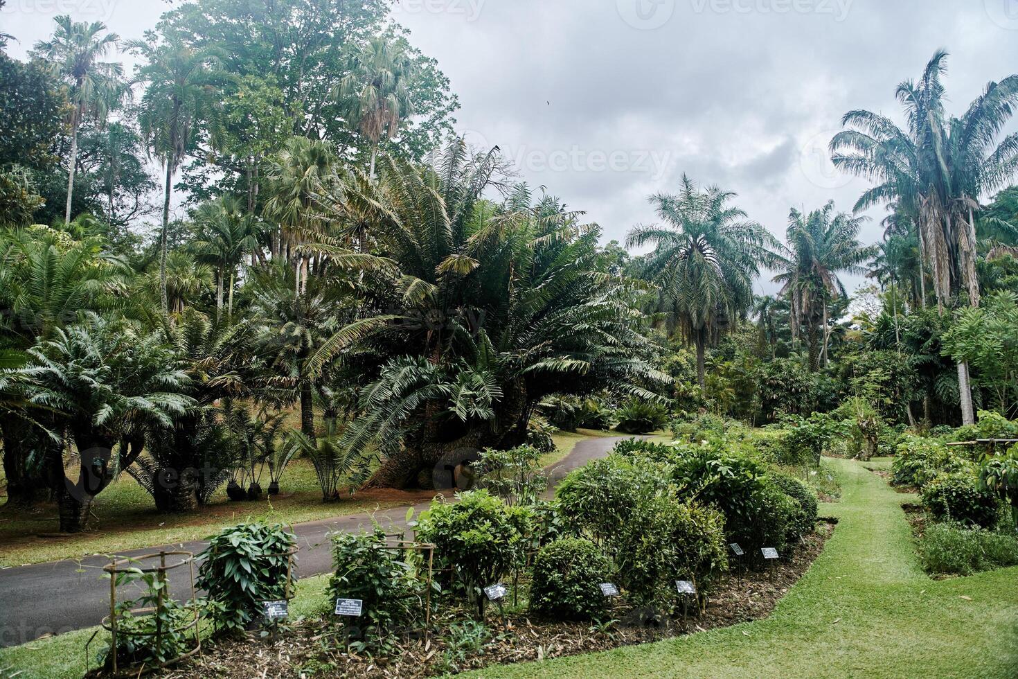 Plants at Royal Botanical Garden Peradeniya in Kandy, Sri Lanka. Beautiful view of palm trees, bushes photo