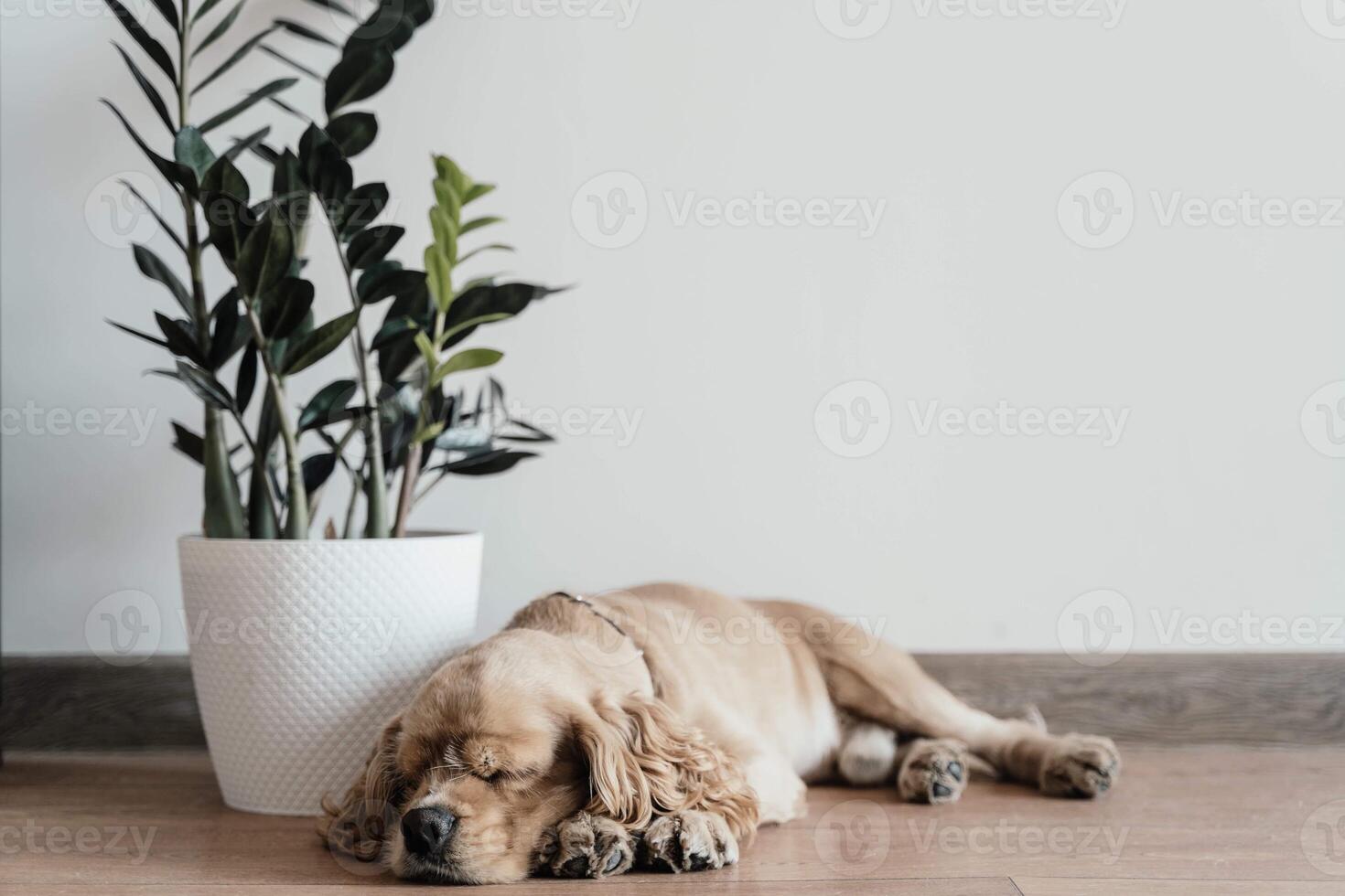 American cocker spaniel sleeping on the floor near a flower photo