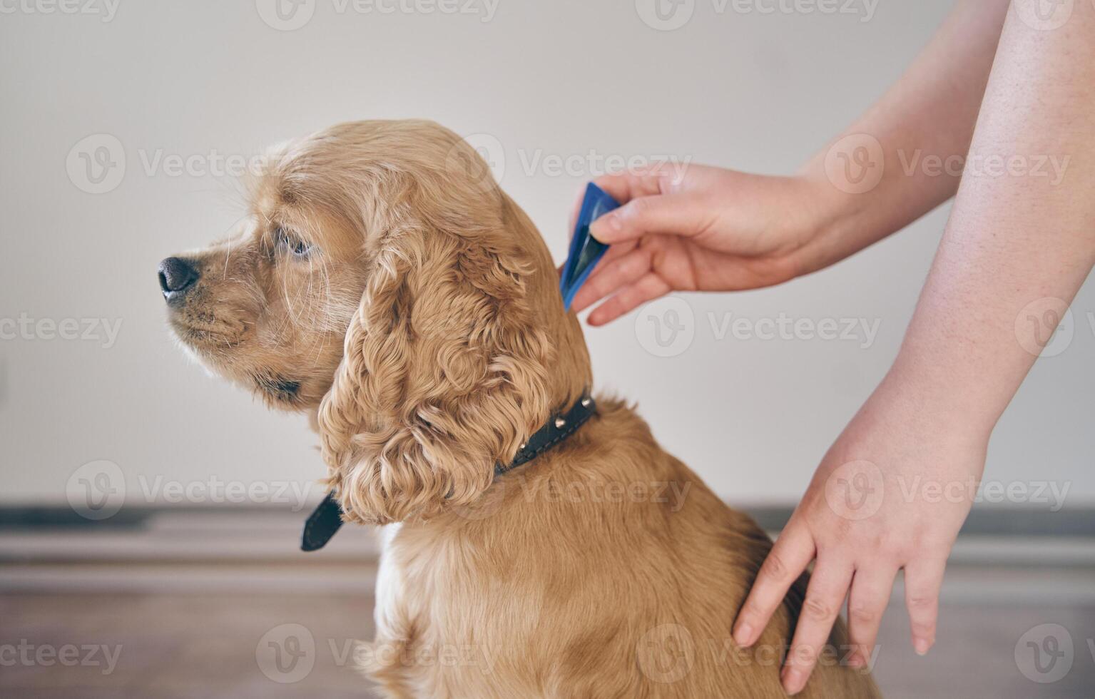 The dog is dripped on the withers with a parasite remedy photo