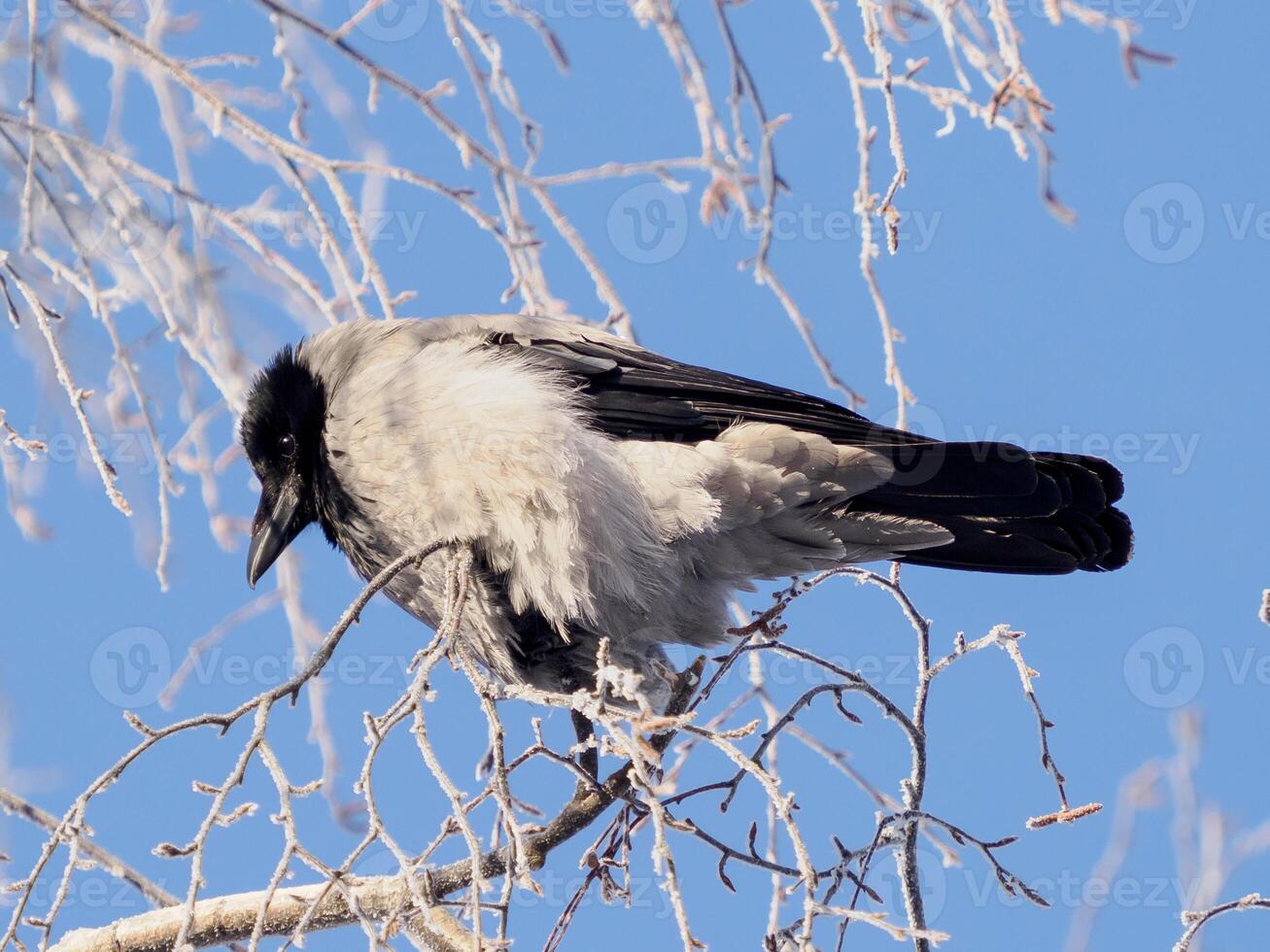 The hooded crow , Corvus cornix also called hoodie or gray crow is a Eurasian bird species in genus Corvus. Grey ruffled crow sits on frosty birch tree branch against blue sky background in sunny winter time. photo