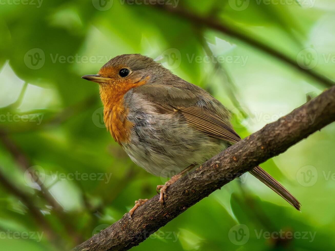 Bird on a branch in greenery photo