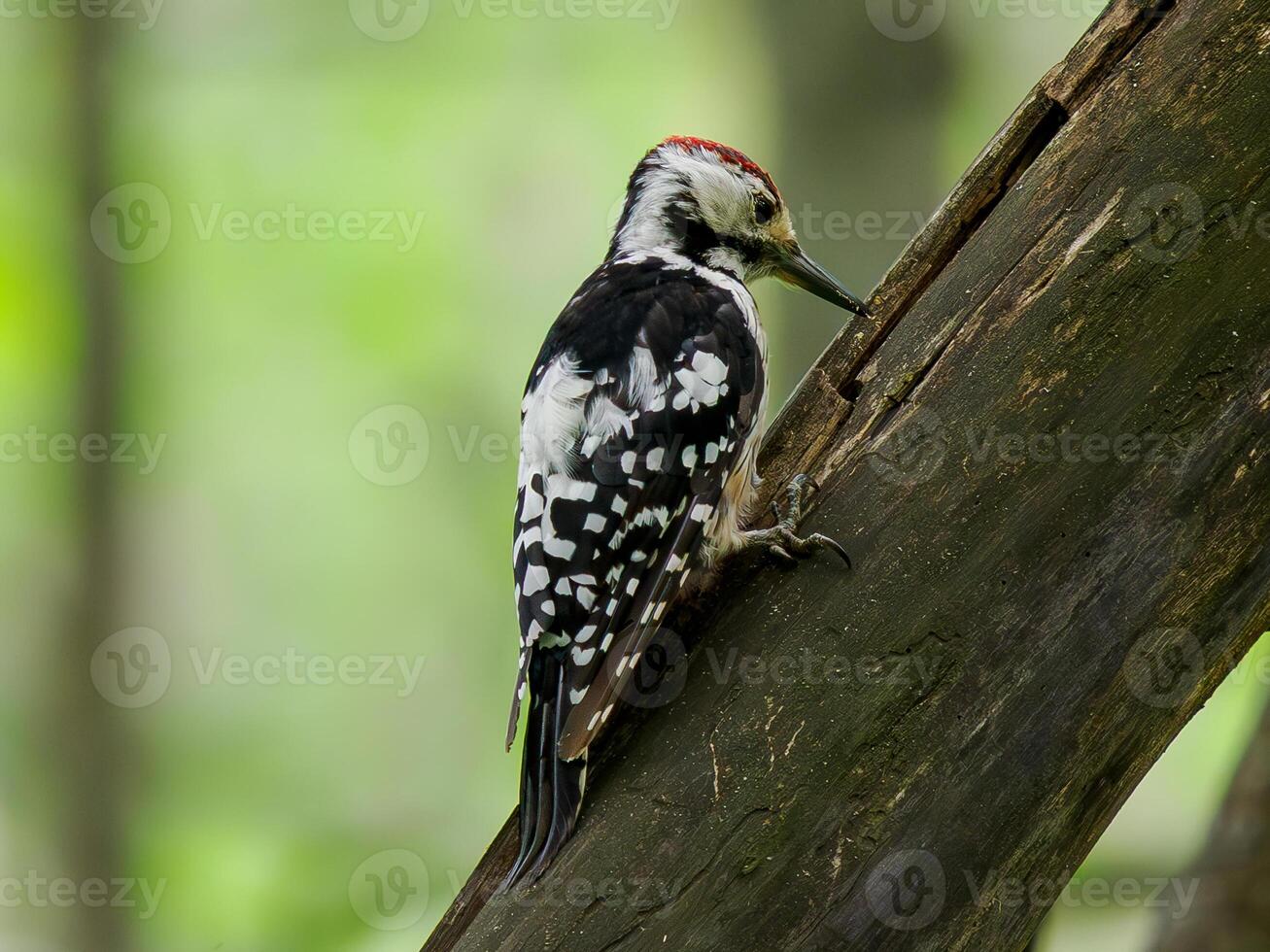 Woodpecker perched on tree trunk photo