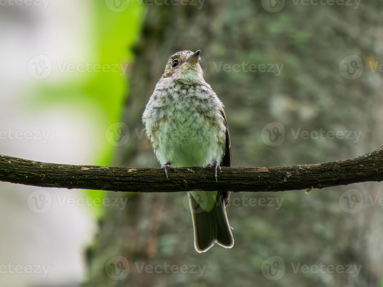Bird perched on a tree branch photo