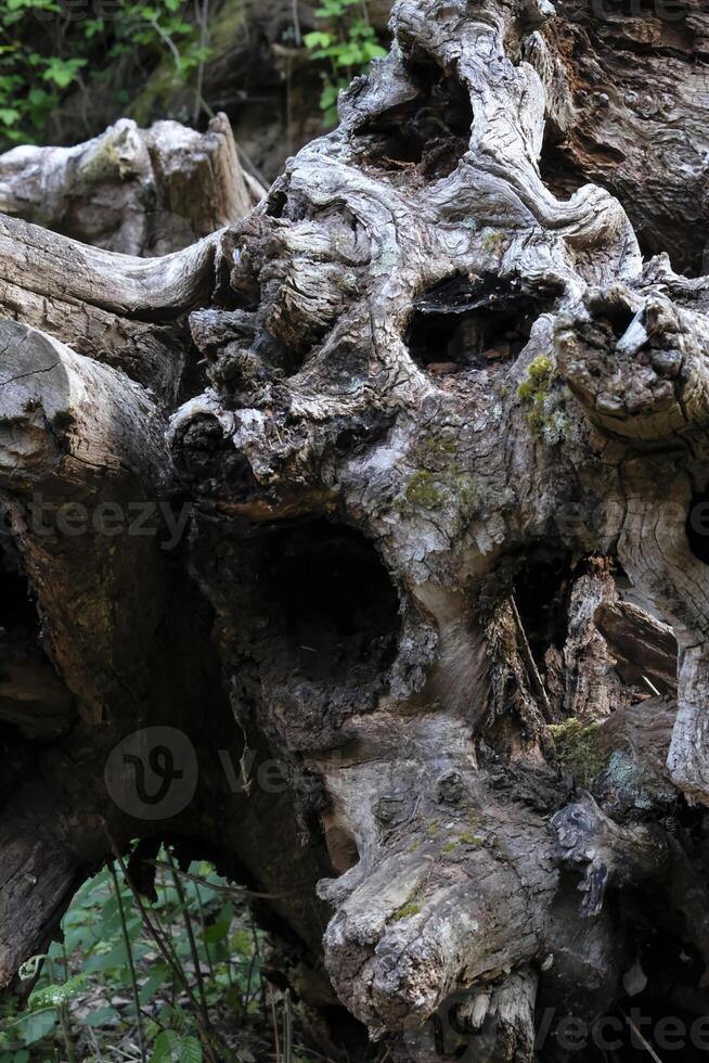 Scary looking tree trunk resembling an animal skull photo