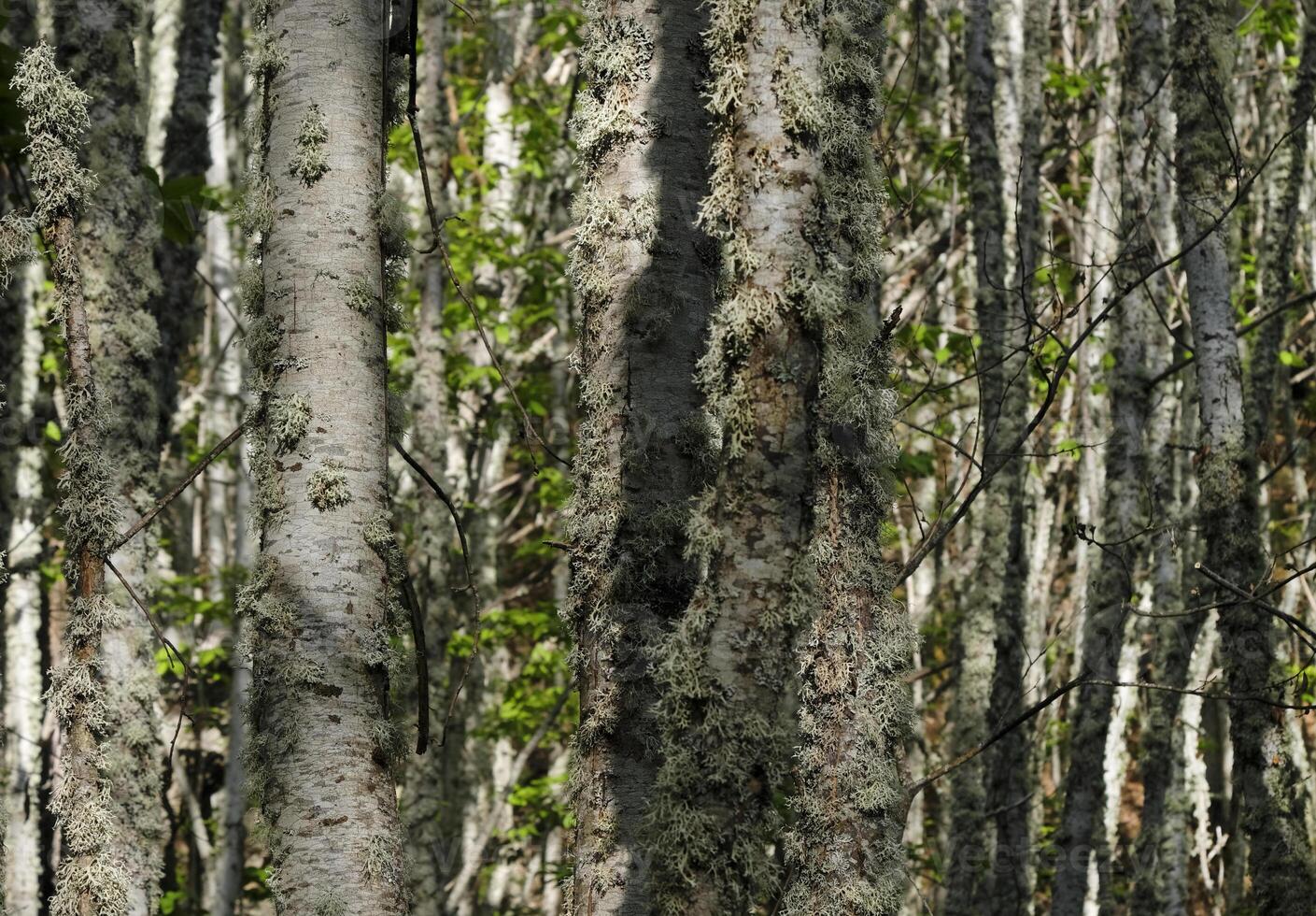 Field with many birch trees - selective focus photo
