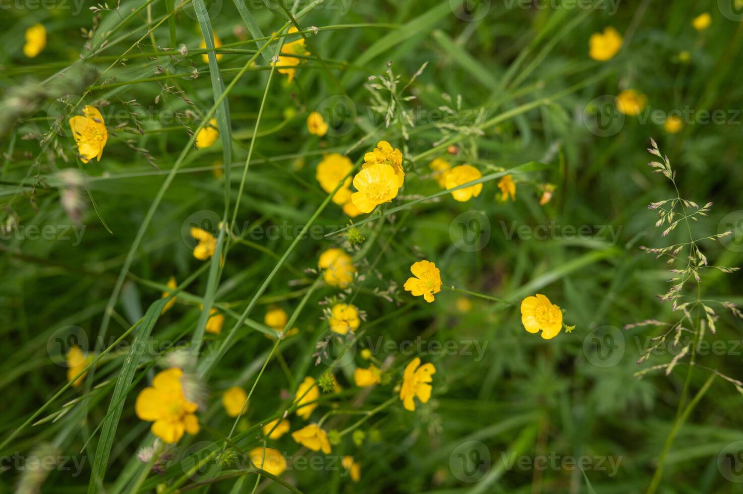 Vivid yellow buttercups in lush green field on a sunny day photo