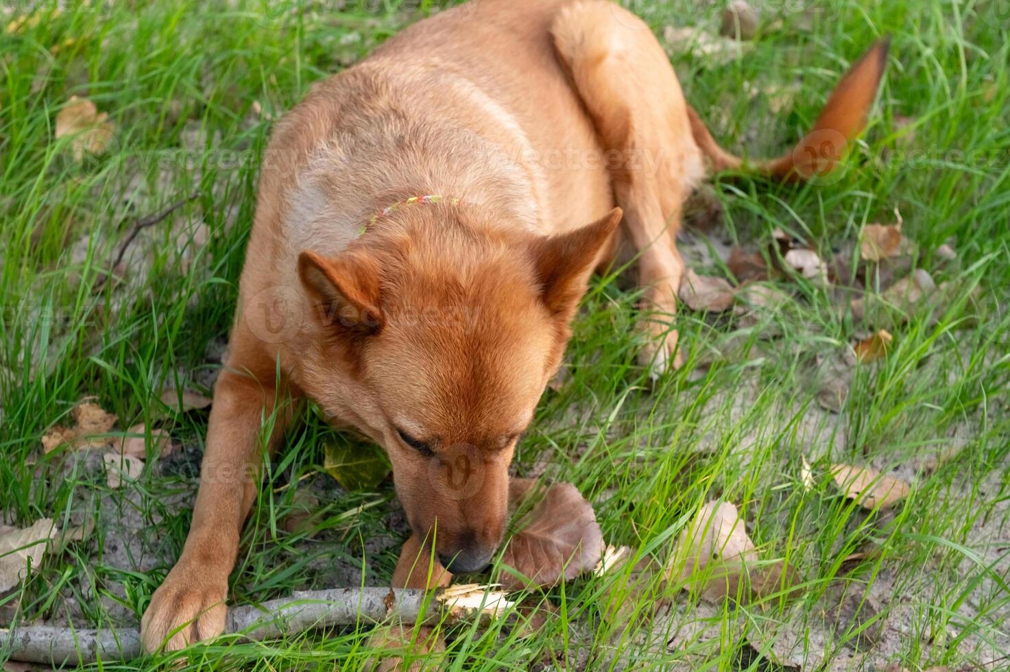 Brown dog chewing on a stick in green grass outdoors photo