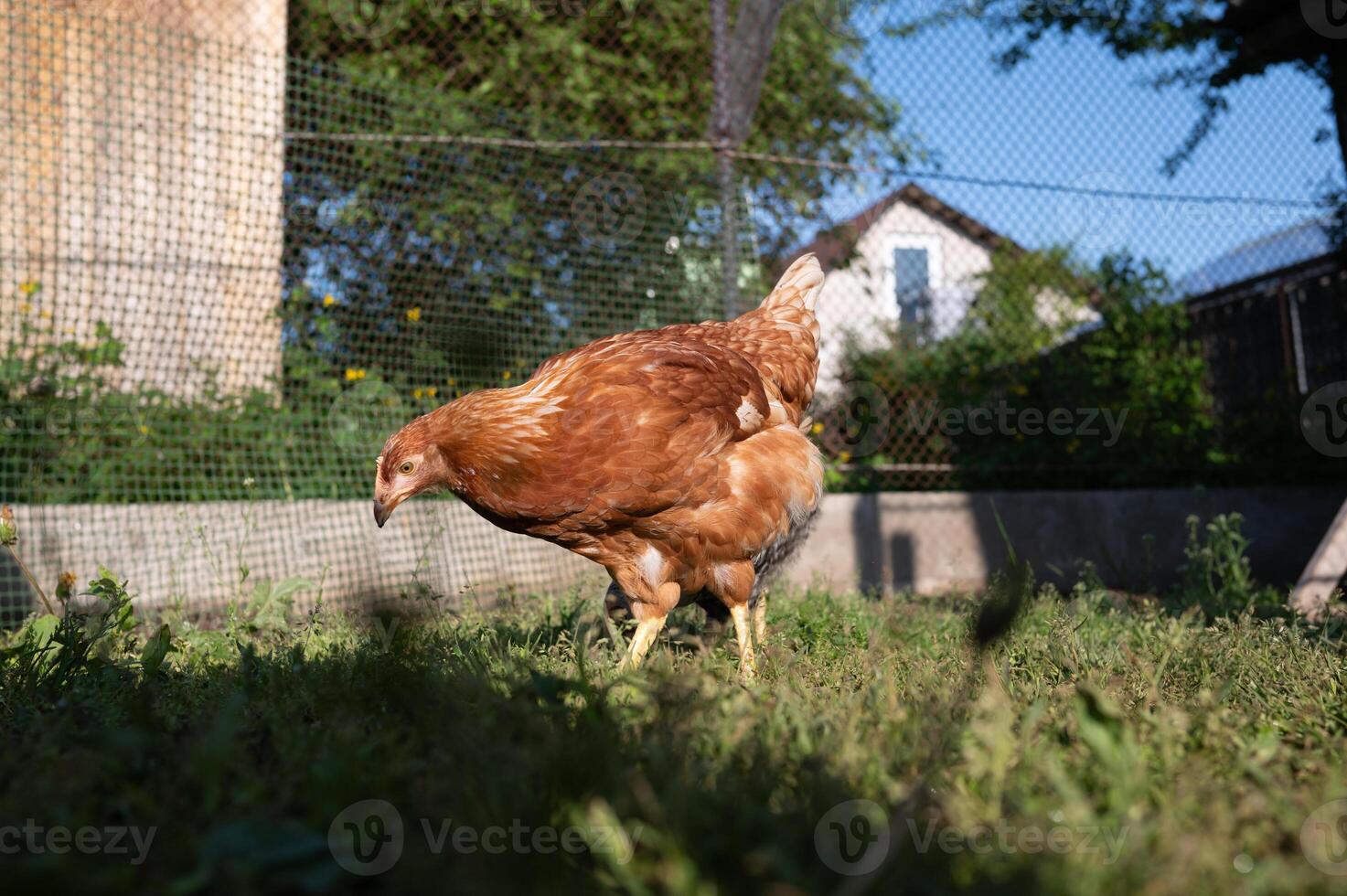 Brown hen grazing in sunny backyard enclosure photo