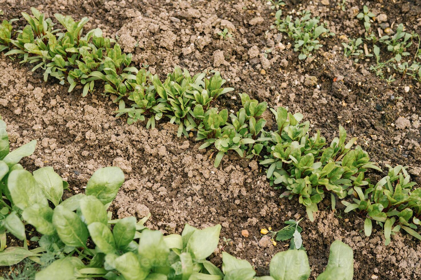 Fresh green spinach growing in rows in a garden photo