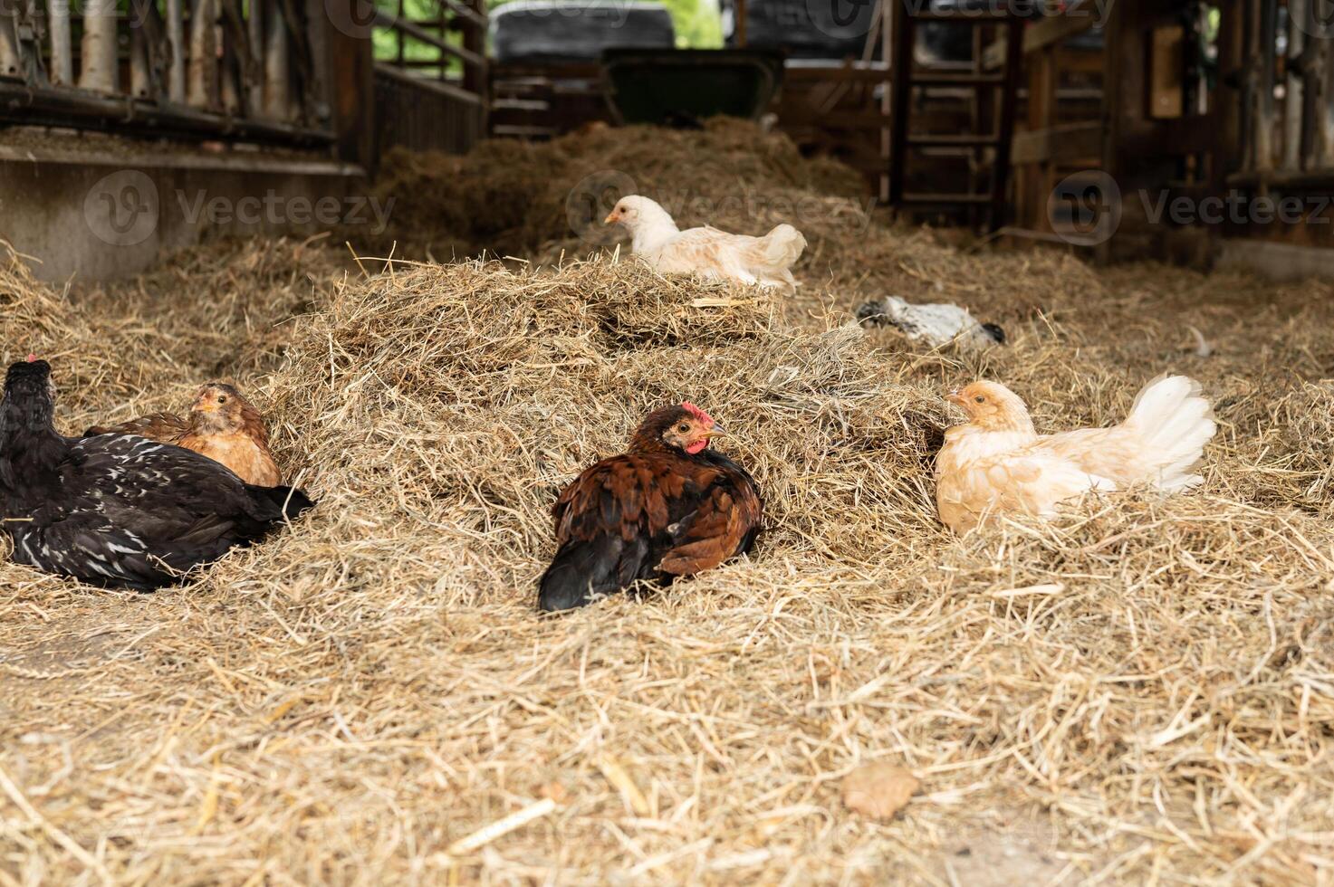 Chickens resting on hay inside a rustic barn photo