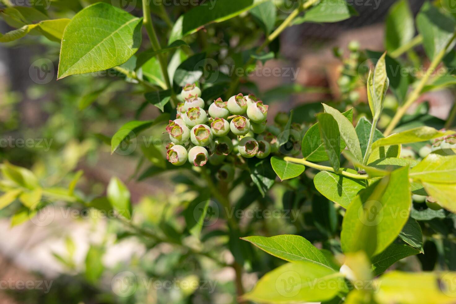 Unripe green blueberries on bush in sunlit garden photo