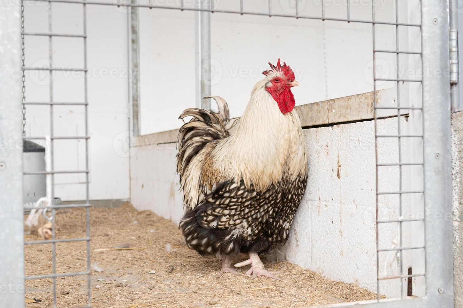 Majestic rooster in farm enclosure photo