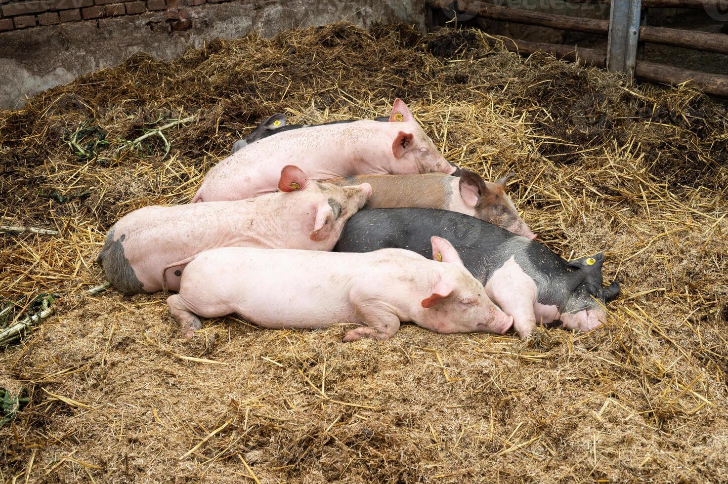 Group of pigs resting on straw in farm pen photo
