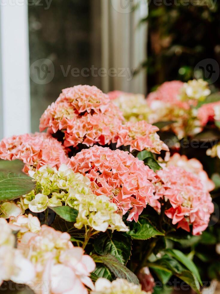 Pink and white hydrangea flowers background photo